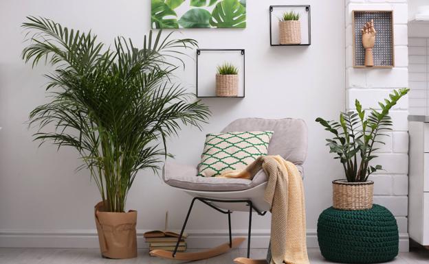 ¿Cómo eliminar los insectos que aparecen en las plantas de casa?