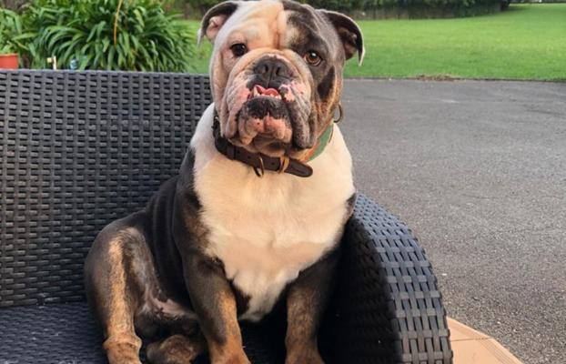 Roban Un Perro Y Lo Devuelven Atado Al Porton De La Finca 24 Horas Despues El Comercio