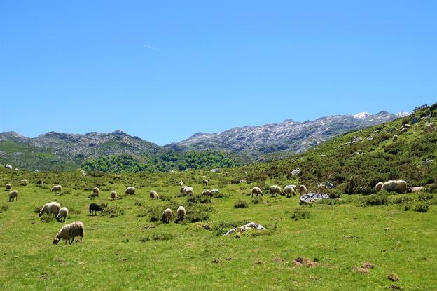 Onís plantea abrir su entrada a los Picos a los turistas a través de vehículos eléctricos