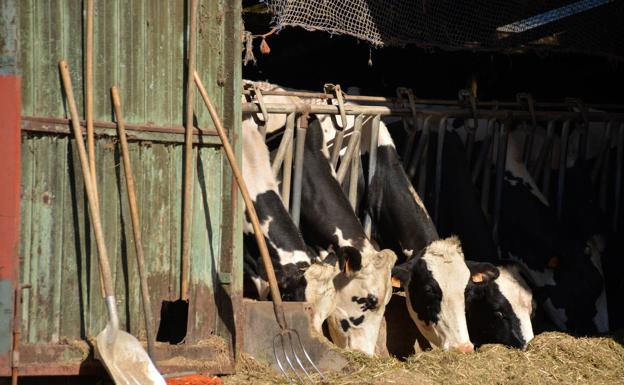 Consumo plantea obligar a instalar cámaras de videovigilancia en los mataderos