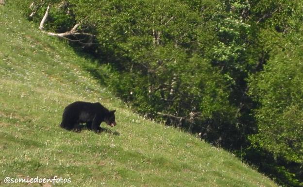 La Fundación Oso de Asturias ofrece cuatro rutas guiadas por Somiedo y Las Ubiñas-La Mesa