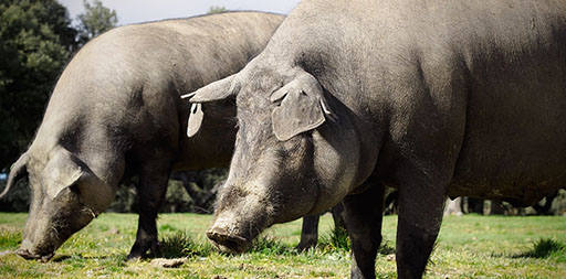 El cerdo ibérico de bellota se cocina en Asturias