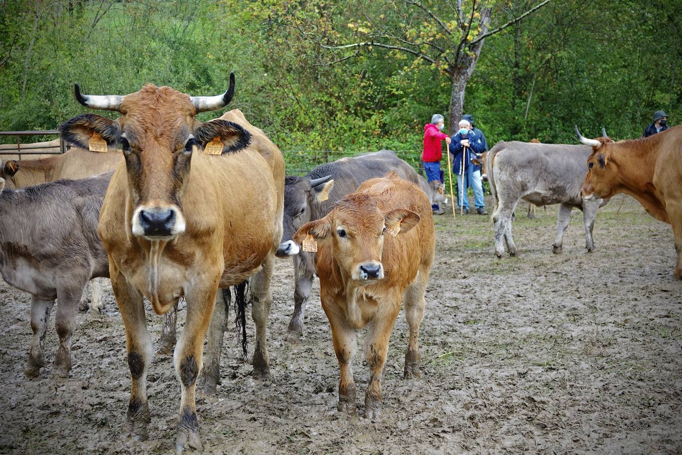 Mil reses y precios «por los suelos» en la feria ganadera de Santa Teresa