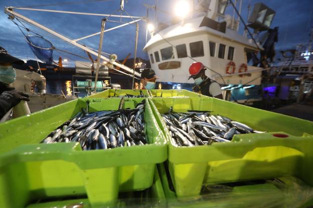 Bocarte, chicharro y xarda incrementan un 47% la pesca subastada hasta septiembre