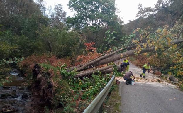 Tiempo en Asturias | El temporal tumba árboles y postes de telefonía en el Oriente