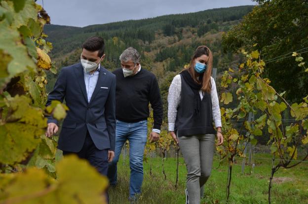 Ibias solicita el ciclo de vitivinicultura «para tener mano de obra cualificada»