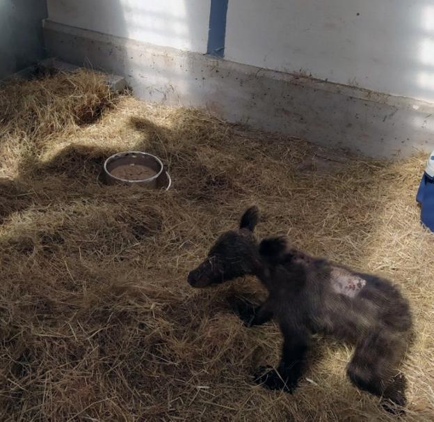La osezna hallada en agosto en Somiedo se recupera en Cabárceno