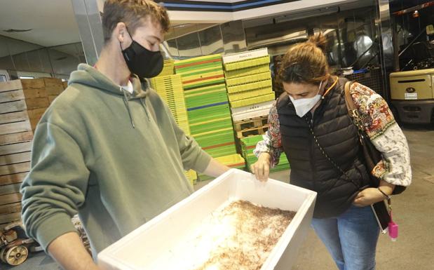 Ribadesella vende su primera angula a 1.200 euros el kilo