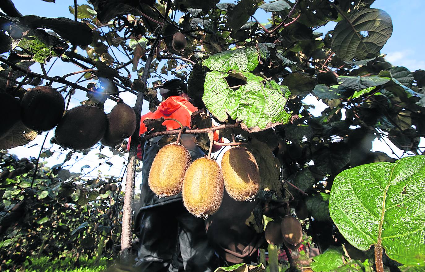 La demanda dispara la producción de kiwi
