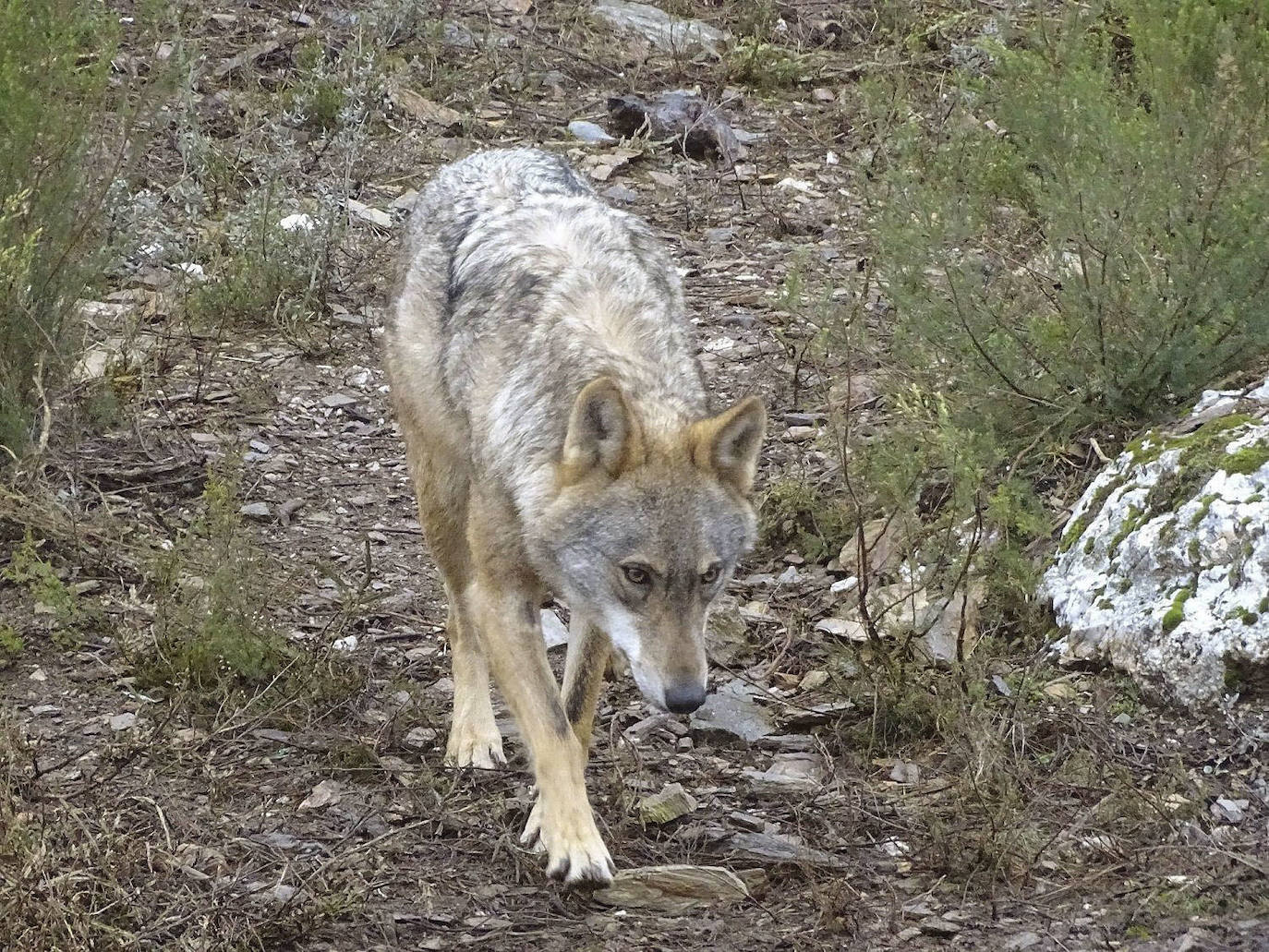 El Principado pide al Gobierno que no aumente la protección del lobo