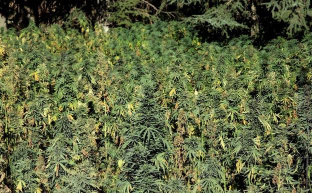 Condenado a 3 años de cárcel por tener 37 kilos de hachís en su tienda en Llanera