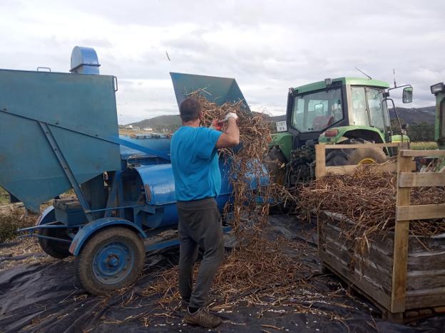 Los productores piden protección para les fabes asturianas