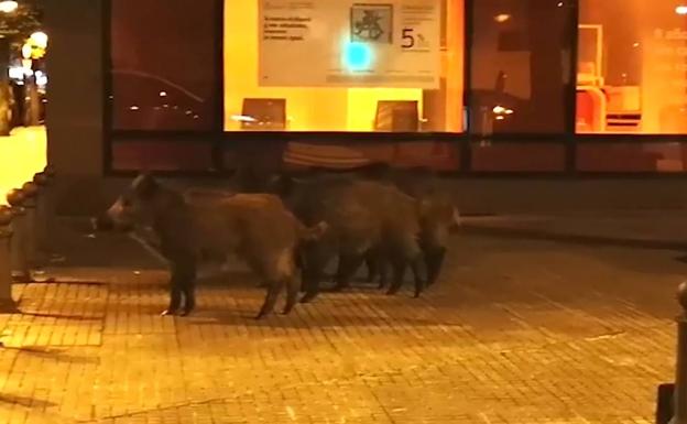Vídeo: un grupo de jabalíes se pasea por los barrios de Gijón