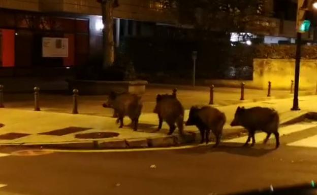 El tranquilo paseo de cuatro jabalíes por las calles de Gijón