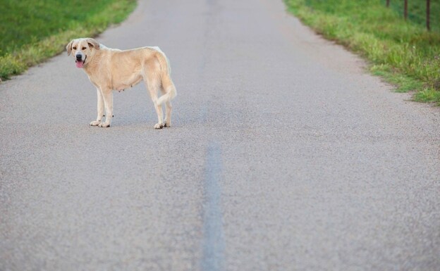 Mas De 300 000 Perros Y Gatos Fueron Abandonados En 2019 El Comercio