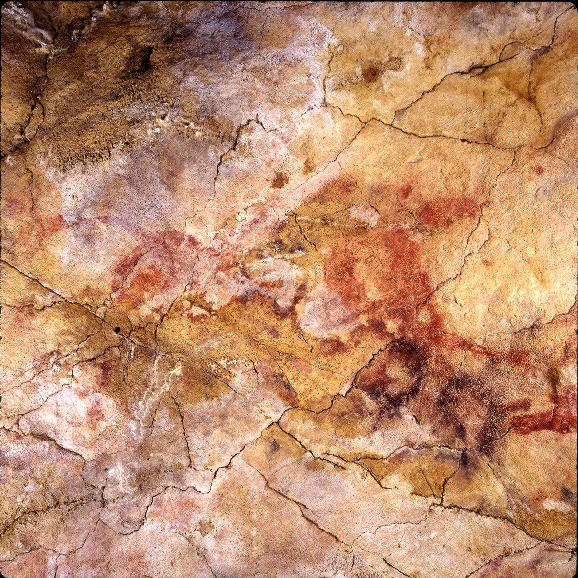 Un proyecto con participación asturiana registra los fósiles descubiertos en 82 yacimientos arqueológicos