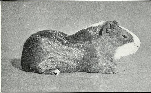 Radiaciones en El Llano