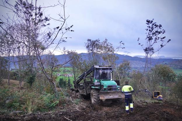 Parres contará con un vivero de castaño «pionero» en La Toya