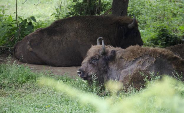 Visitas virtuales a los animales que habitan en el Parque de la Prehistoria de Teverga