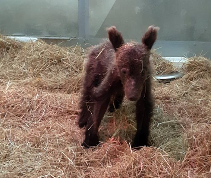 La osezna rescatada en agosto en Somiedo parte a Valsemana, en León