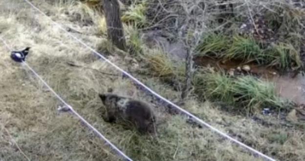 Preparan la vuelta al monte en León de una osezna rescatada en Somiedo