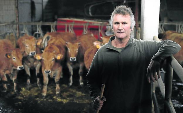 Amable Fernández, con sus vacas en el establo donde pasan el invierno. 