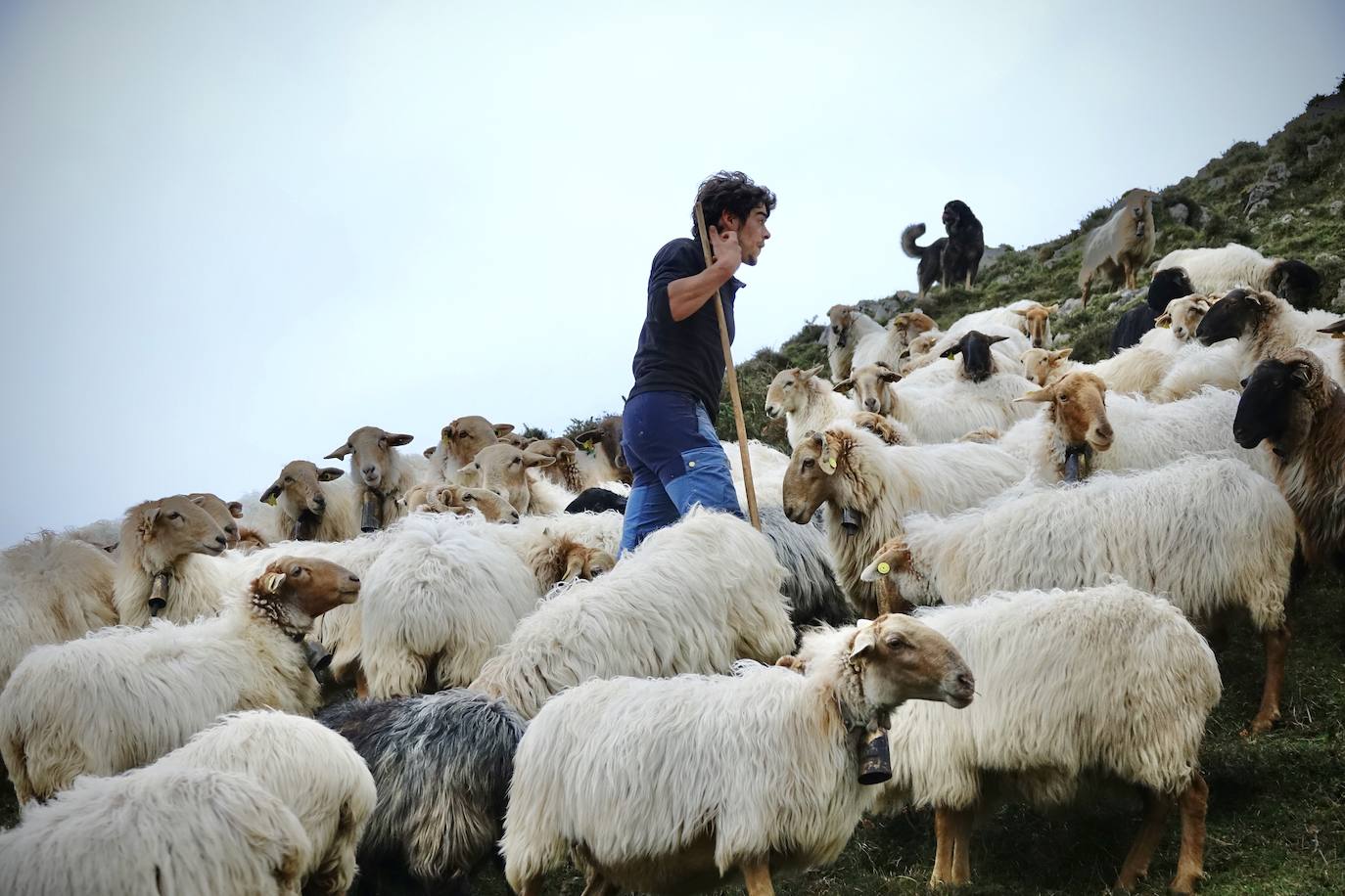 La disputa por un animal que no se caza