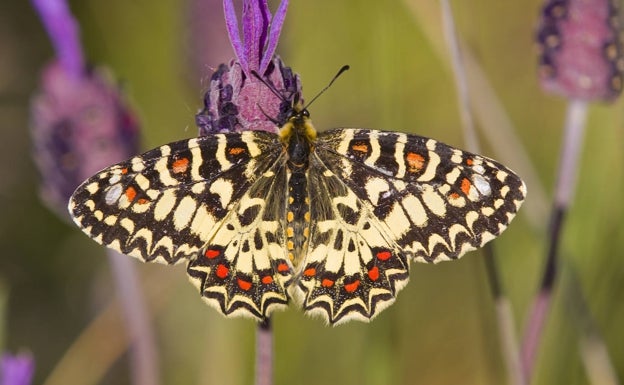 El ocaso de los insectos