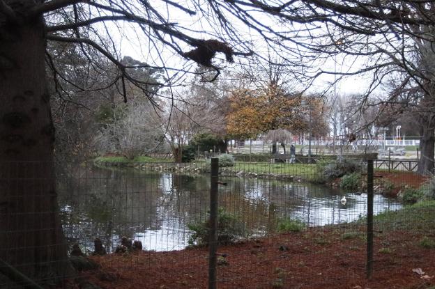 La fauna de los estanques de Isabel la Católica está en riesgo