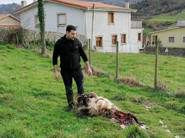 «Esto es insostenible». Nuevo ataque del lobo a las puertas del pueblo de Merodio
