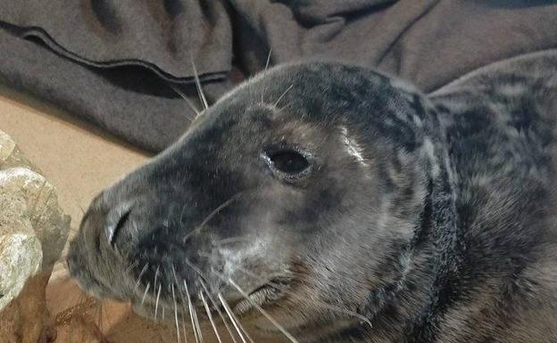 Mejora el estado de la foca gris recogida en la playa de San Lorenzo