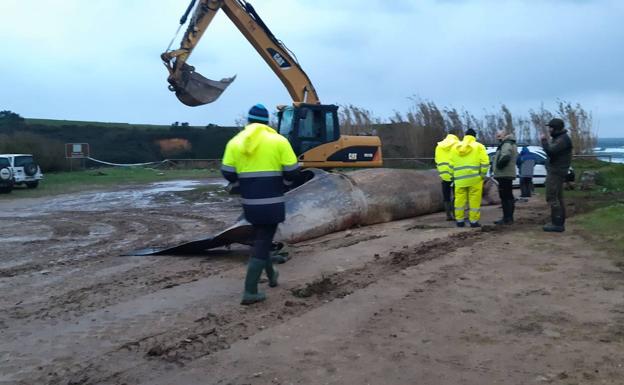 Finaliza la extracción del arenal de Serantes del rorcual que varó este viernes