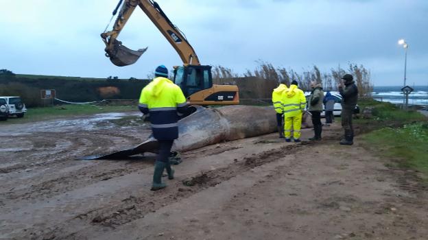 Finaliza con éxito la extracción del rorcual que varó en la playa de Serantes