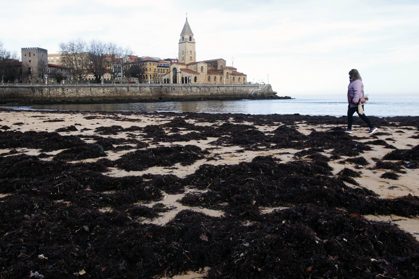 El ocle cubre la playa de San Lorenzo