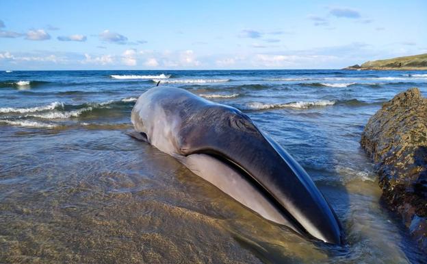 La ballena que varó en Serantes llevaba tiempo sin comer