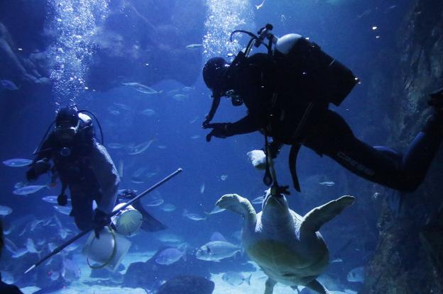 Principado y Ayuntamiento respaldan que la ampliación del Acuario opte a los fondos europeos