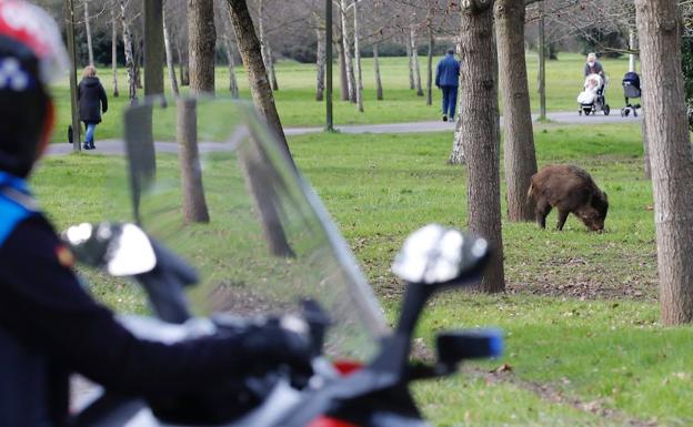 Abatido el jabalí que revolucionó el barrio gijonés de Viesques
