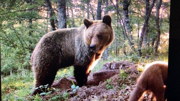El Fapas relaciona la desaparición de dos osas con el inicio de la temporada de caza del jabalí