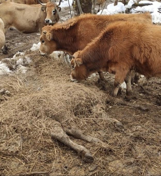 El Seprona investiga el posible abandono de una veintena de vacas en la Ruta del Alba