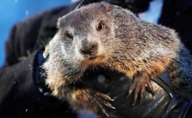 El día de la marmota: la predicción de Phil dice que el invierno durará seis semanas más