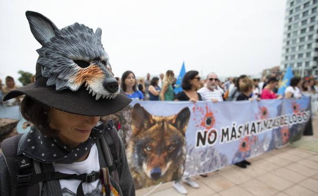Asturias rechaza la inclusión del lobo como Especies de Protección Especial porque «daña al castigado medio rural»