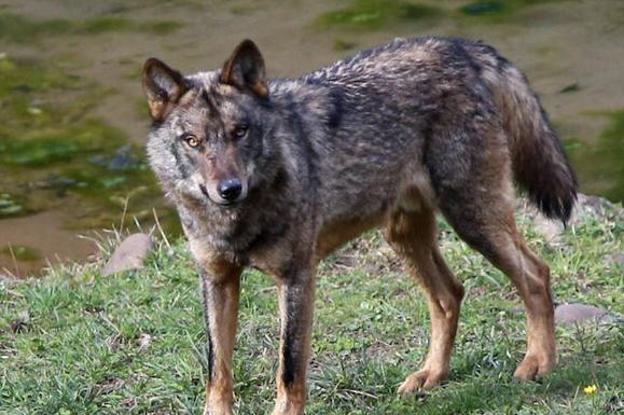El Gobierno ignora el rechazo «profundo» de Asturias y prohíbe matar lobos