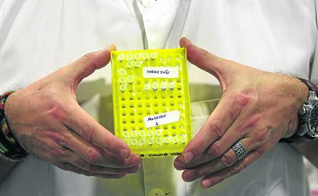 El HUCA conserva una treintena de muestras de los primeros brotes
