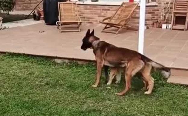 Argos, el perro jubilado de la Policía Local de Gijón, feliz en su nueva casa