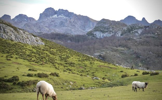 Los lechazos de los Picos de Europa se integran en la oferta gastronómica de Paradores