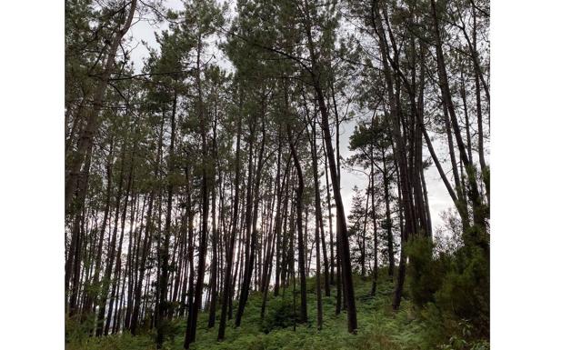 Los ecologistas rechazan la nueva ordenanza de plantaciones de Taramundi