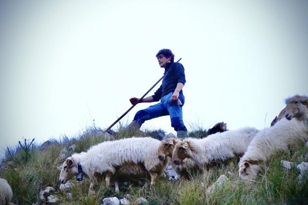 Asturias defenderá sus competencias en la gestión del lobo ante la ministra Ribera
