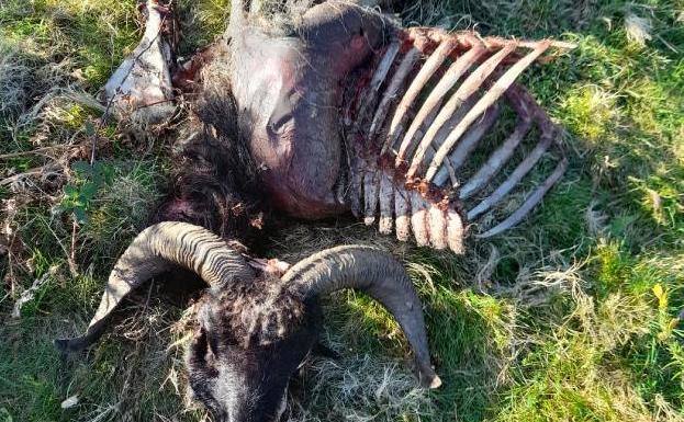 El Principado trabaja «intensamente» en la defensa del plan regional de gestión del lobo