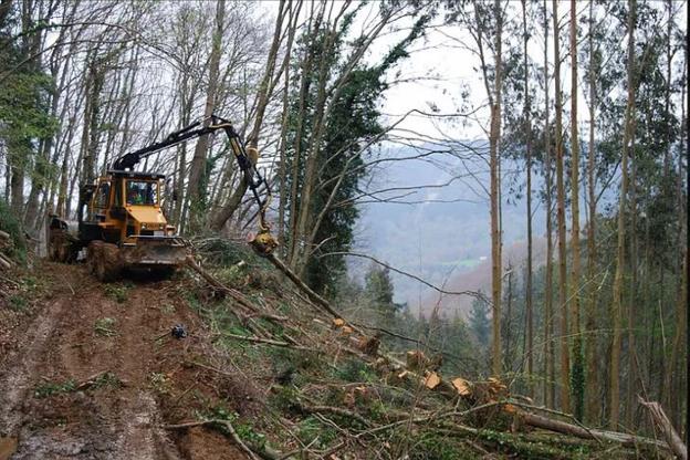 Las industrias forestales contarán con 9,3 millones de euros para invertir en el sector