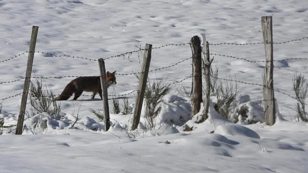 La nieve cierra Pajares a camiones y obliga a usar cadenas en otros cuatro puertos